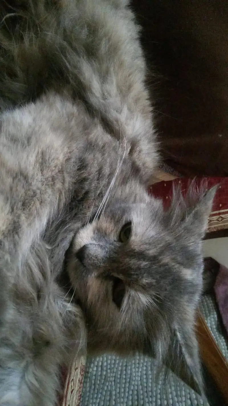 Persian Cat — photo 4