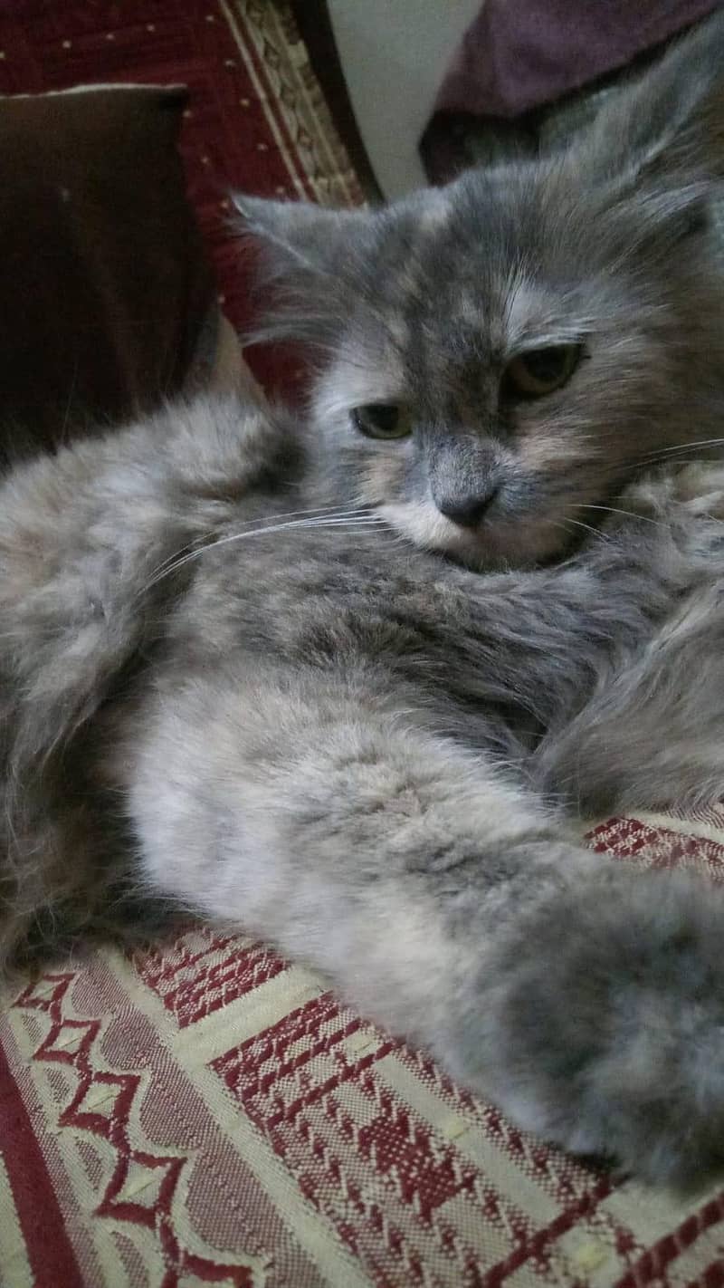 Persian Cat 4