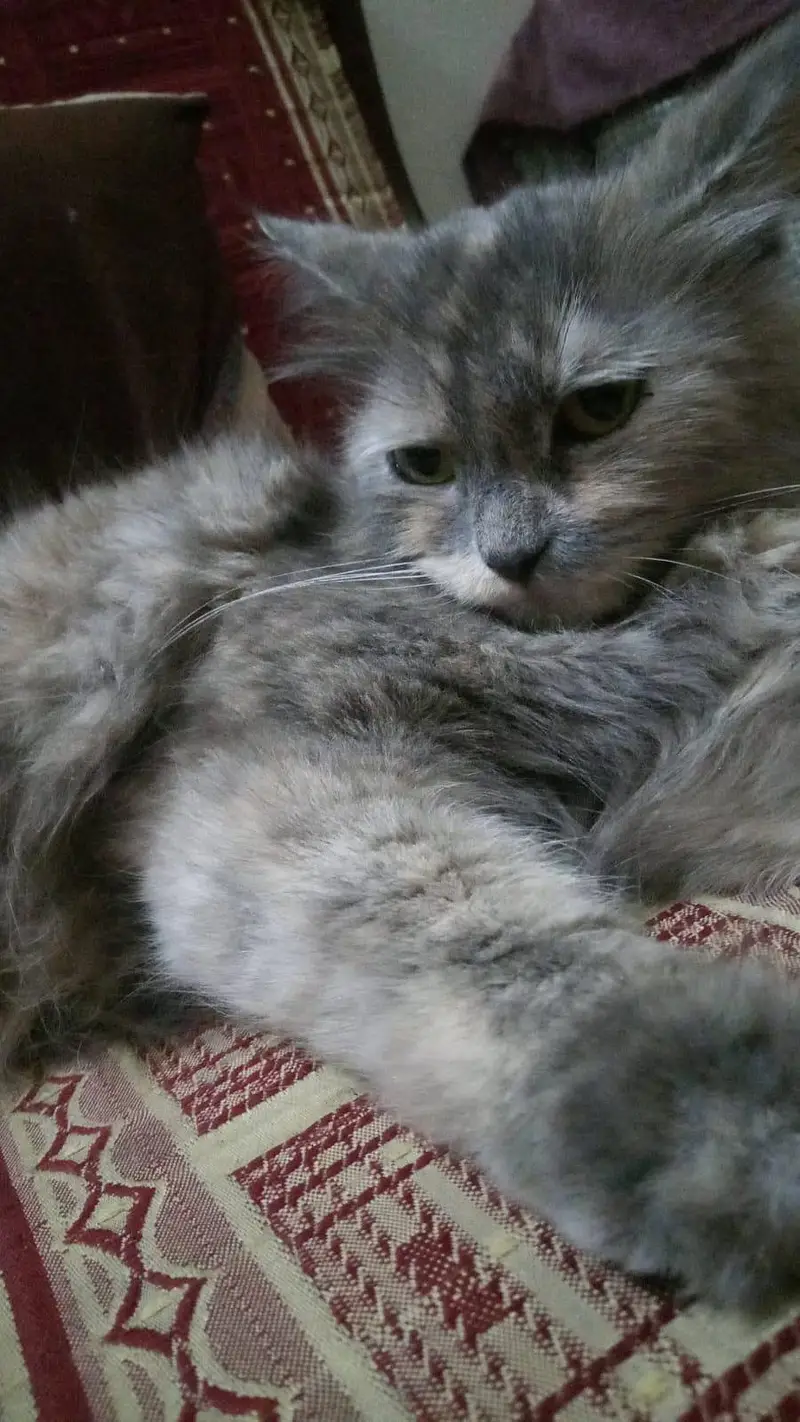 Persian Cat — photo 5