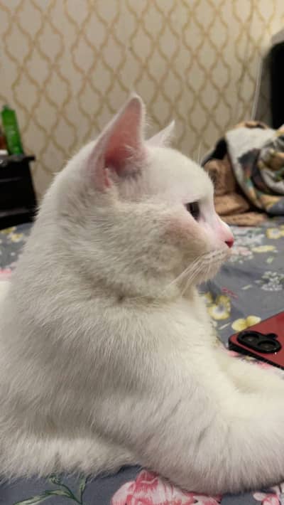Domestic short hair cat