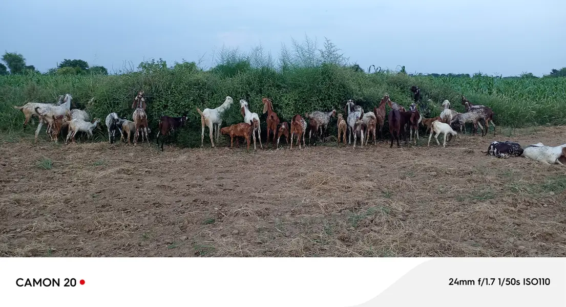 Pure makhi cheni tyar sony wali 20 bkriyan — photo 2