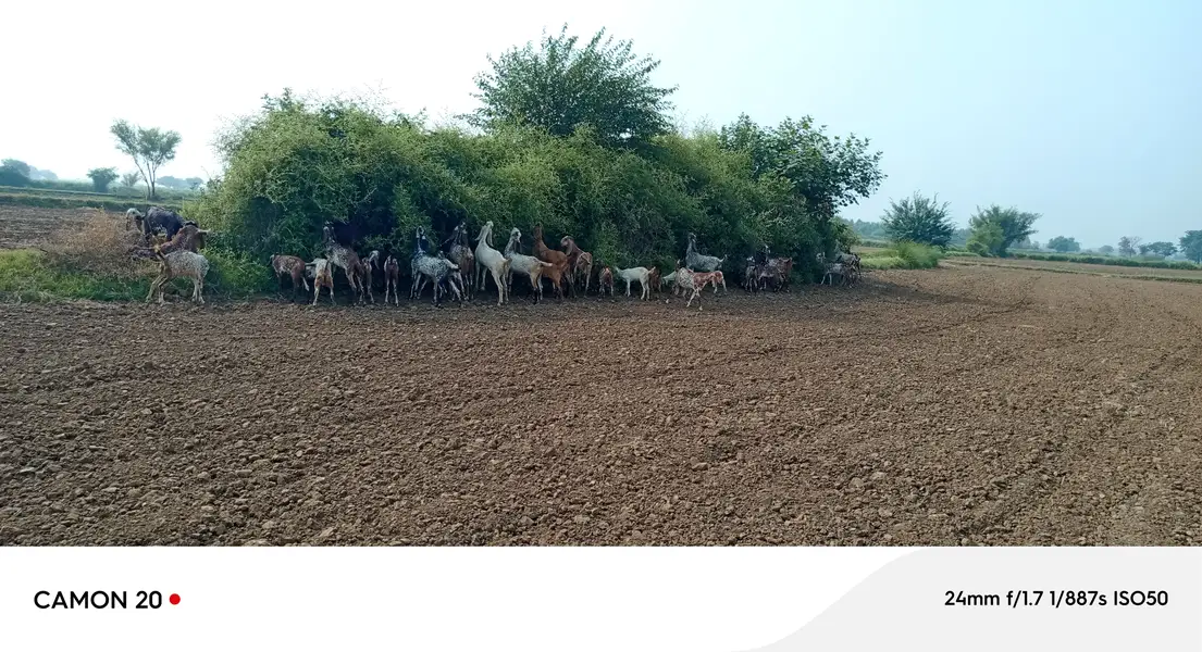 Pure makhi cheni tyar sony wali 20 bkriyan — photo 3