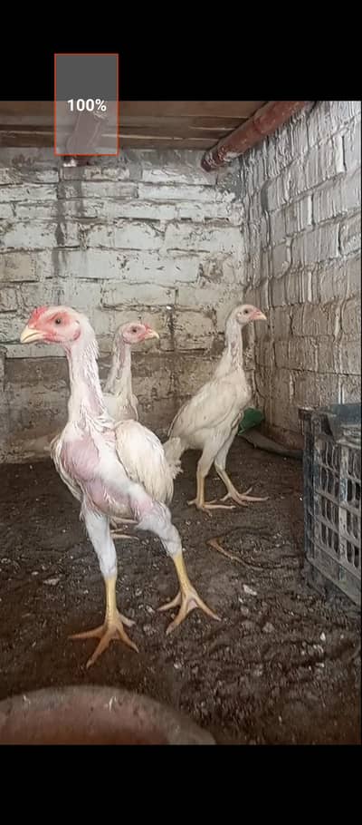shamo trao saet 0335,1475747