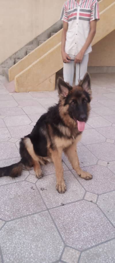 healthy dog