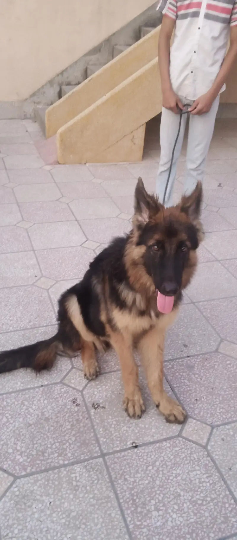 healthy dog — photo 3