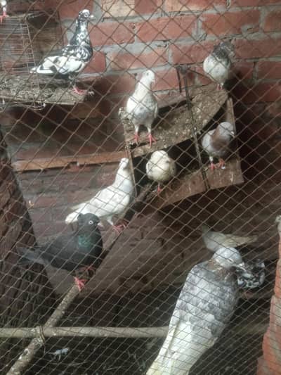 healthy &  active pigeons