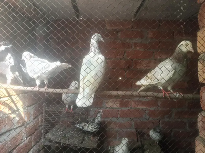 healthy &  active pigeons — photo 2