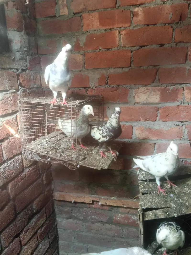 healthy &  active pigeons — photo 3