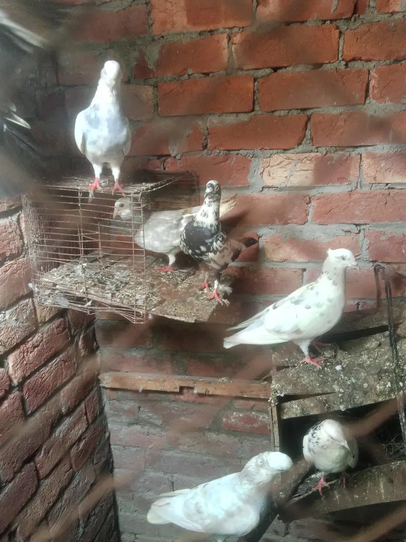 healthy &  active pigeons — photo 4