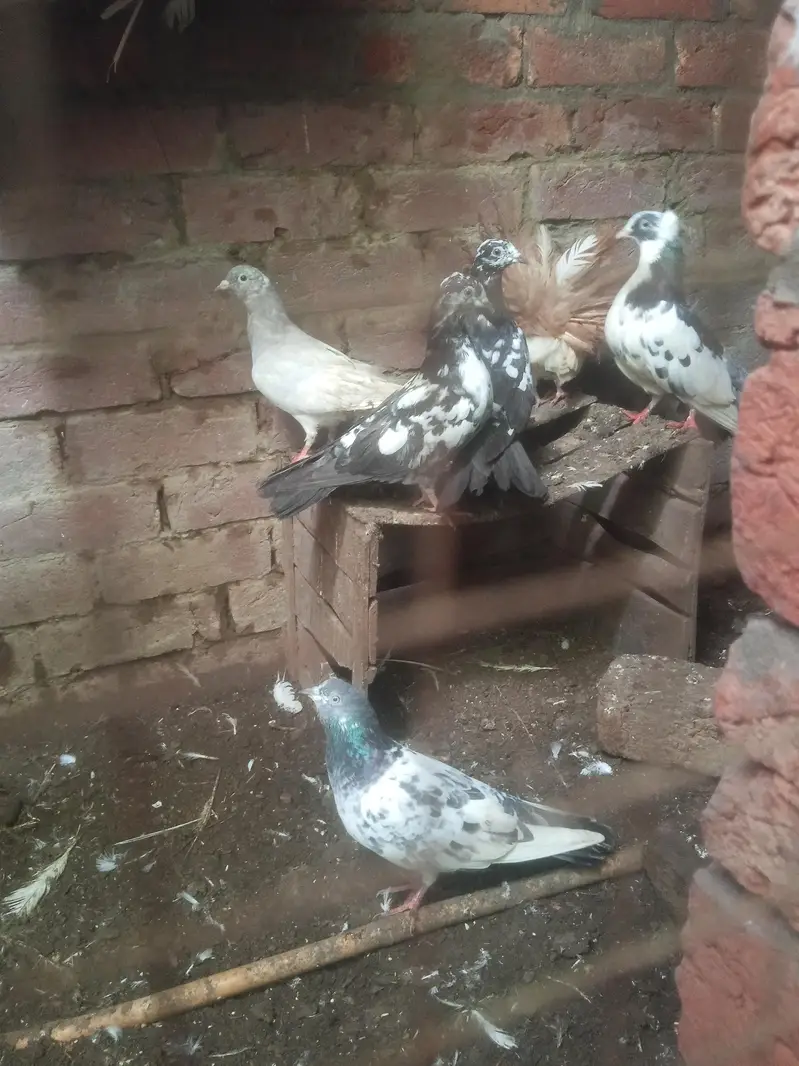 healthy &  active pigeons — photo 5