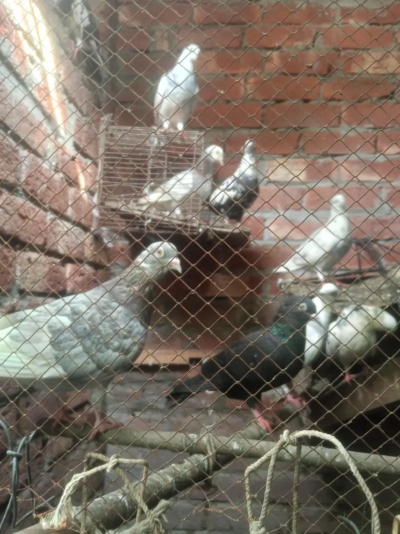 healthy &  active pigeons — photo 6