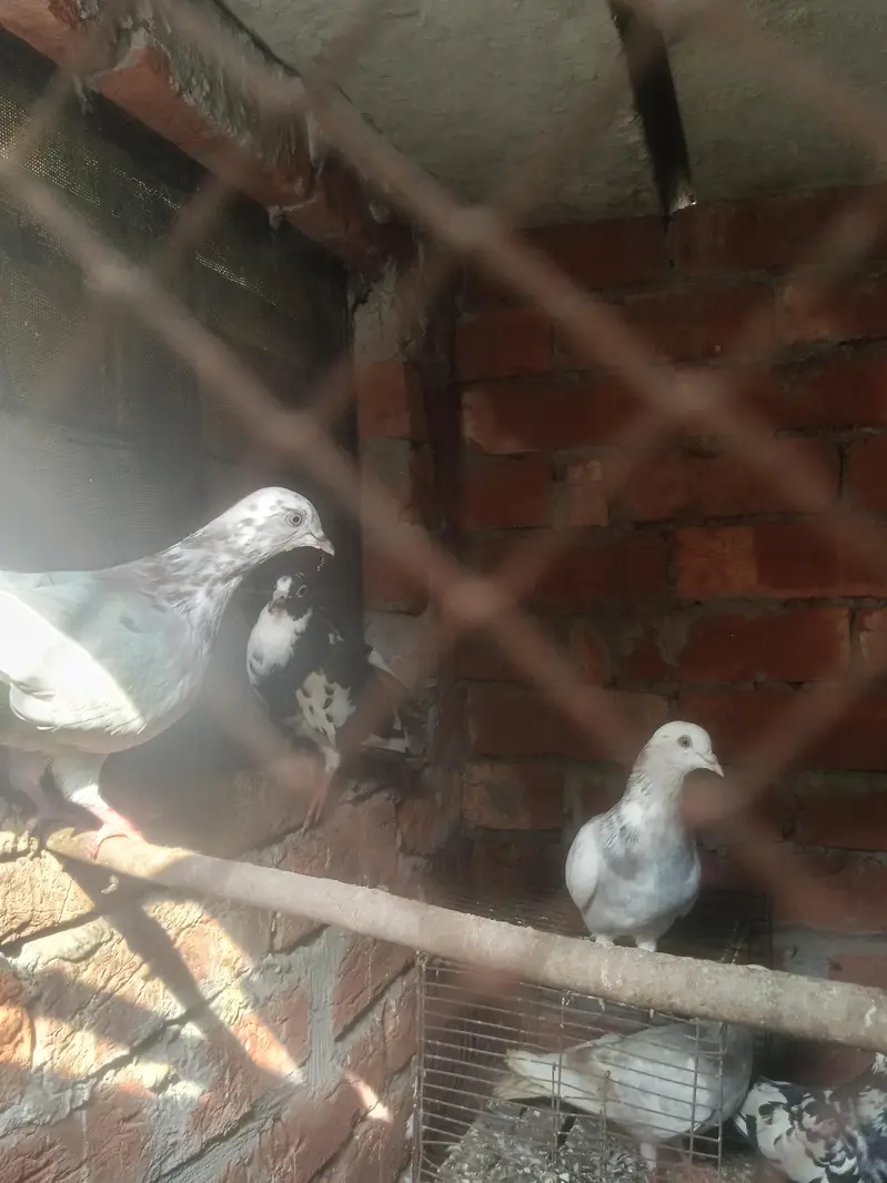 healthy &  active pigeons — photo 7
