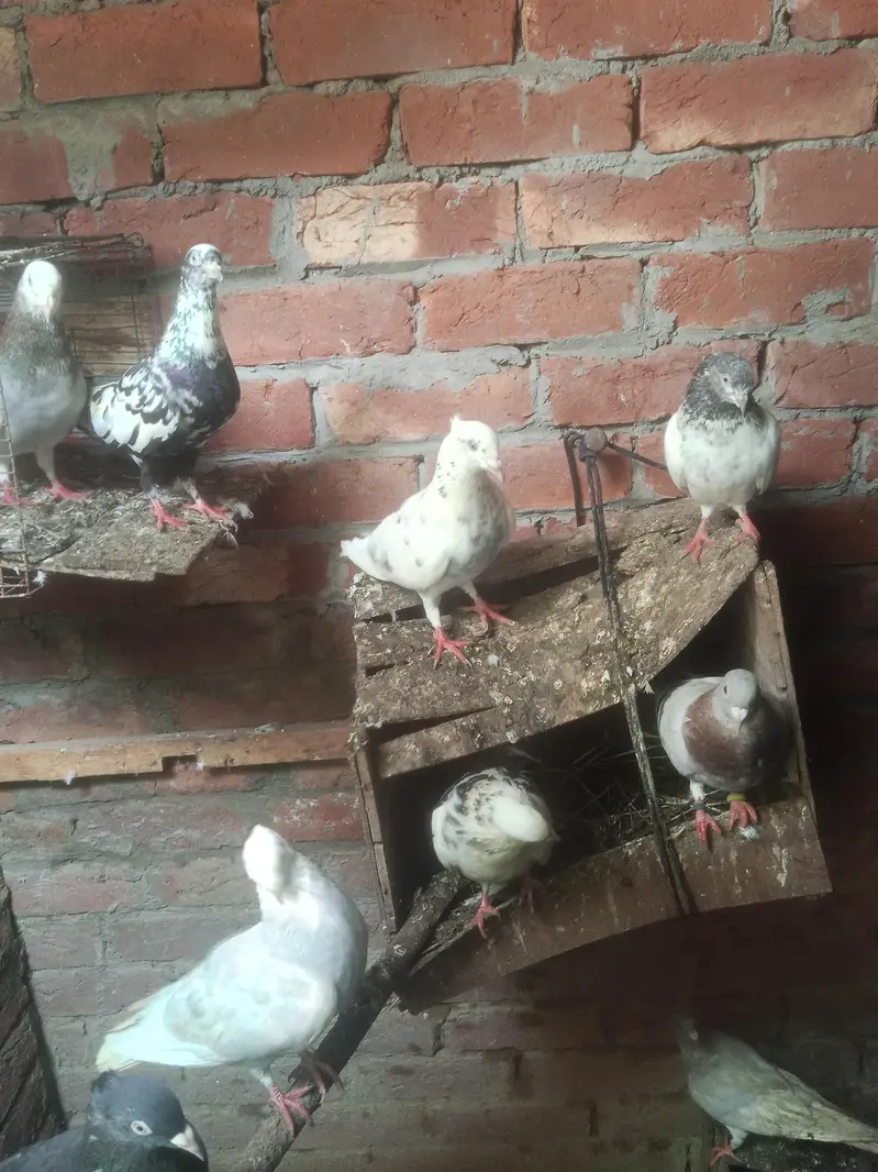 healthy &  active pigeons — photo 8