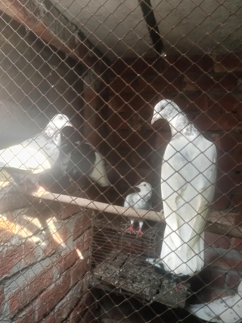 healthy &  active pigeons — photo 9