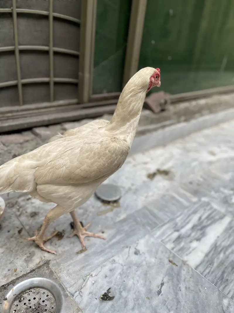 SHAMO MURGIYAN FOR SALE HEALTHY AND ACTIVE PAIR — photo 2