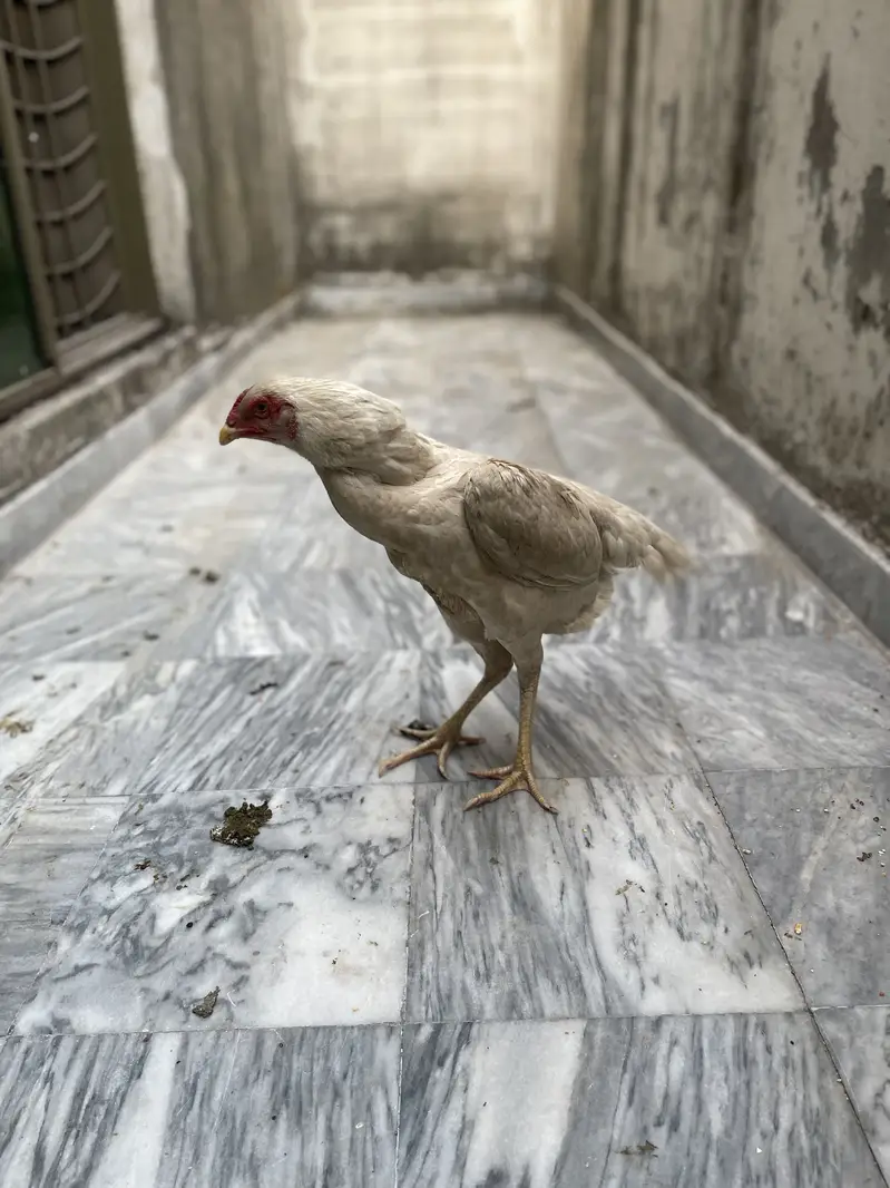 SHAMO MURGIYAN FOR SALE HEALTHY AND ACTIVE PAIR — photo 4