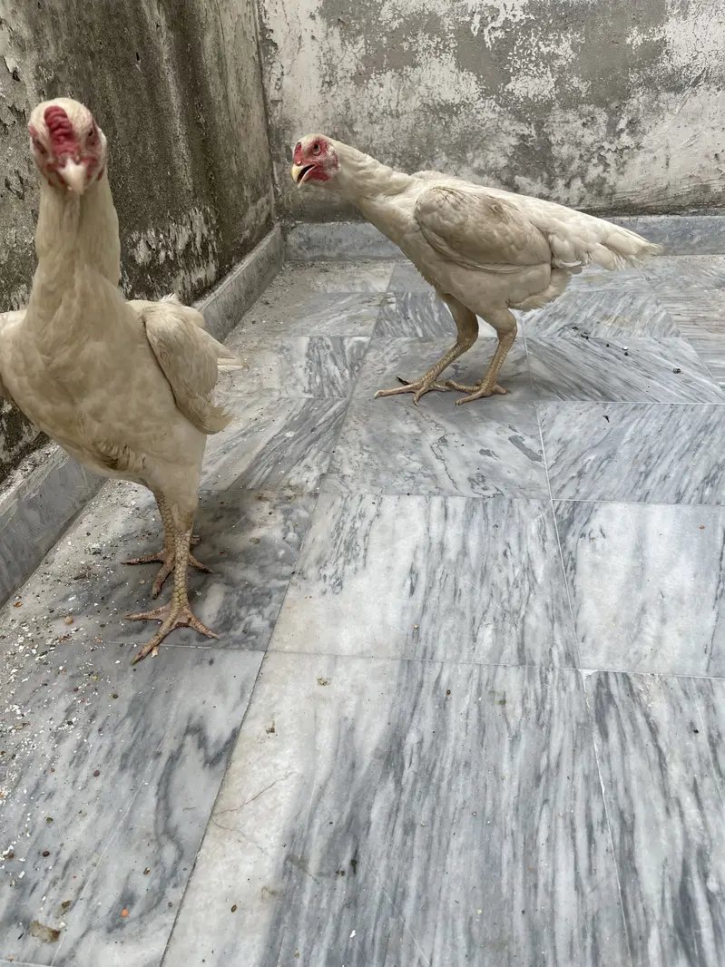 SHAMO MURGIYAN FOR SALE HEALTHY AND ACTIVE PAIR — photo 6
