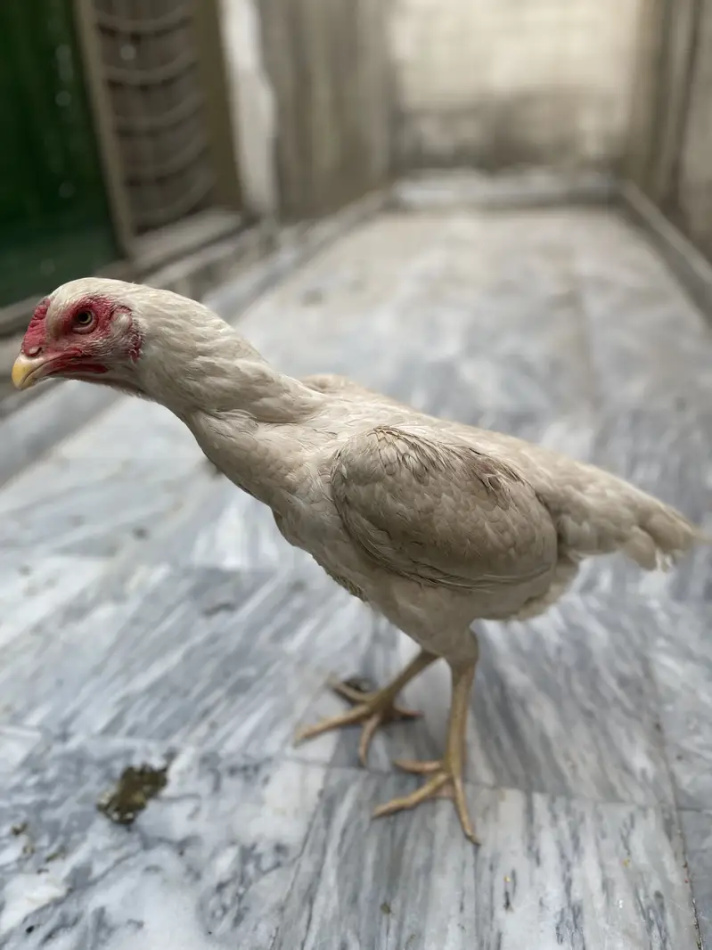 SHAMO MURGIYAN FOR SALE HEALTHY AND ACTIVE PAIR — photo 7