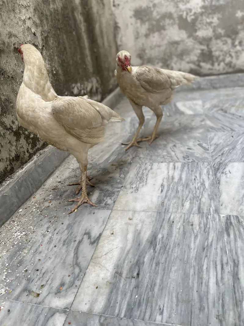 SHAMO MURGIYAN FOR SALE HEALTHY AND ACTIVE PAIR — photo 8