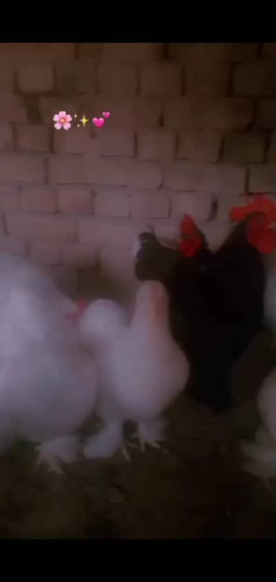 goldan buff Vip eggs bantam eggs peair