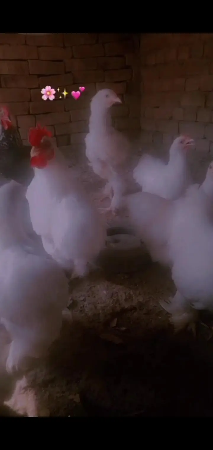 goldan buff Vip eggs bantam eggs peair — photo 2