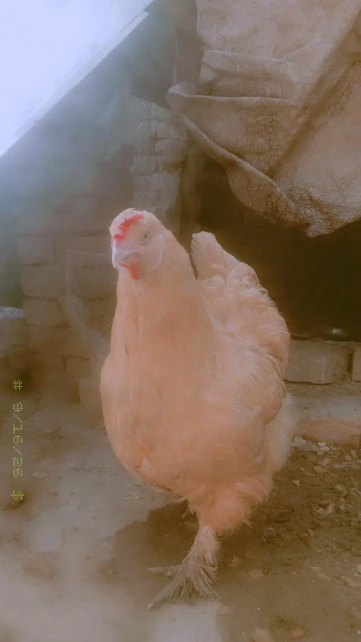 goldan buff Vip eggs bantam eggs peair — photo 3