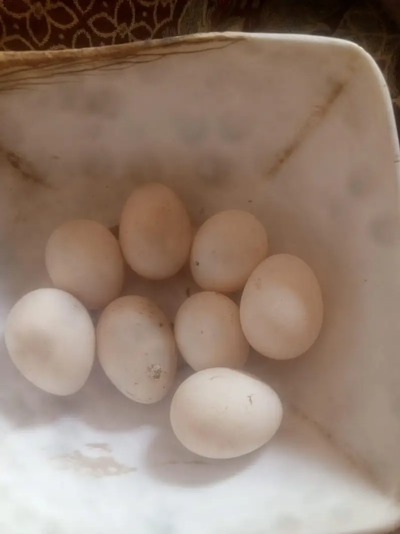 goldan buff Vip eggs bantam eggs peair — photo 4