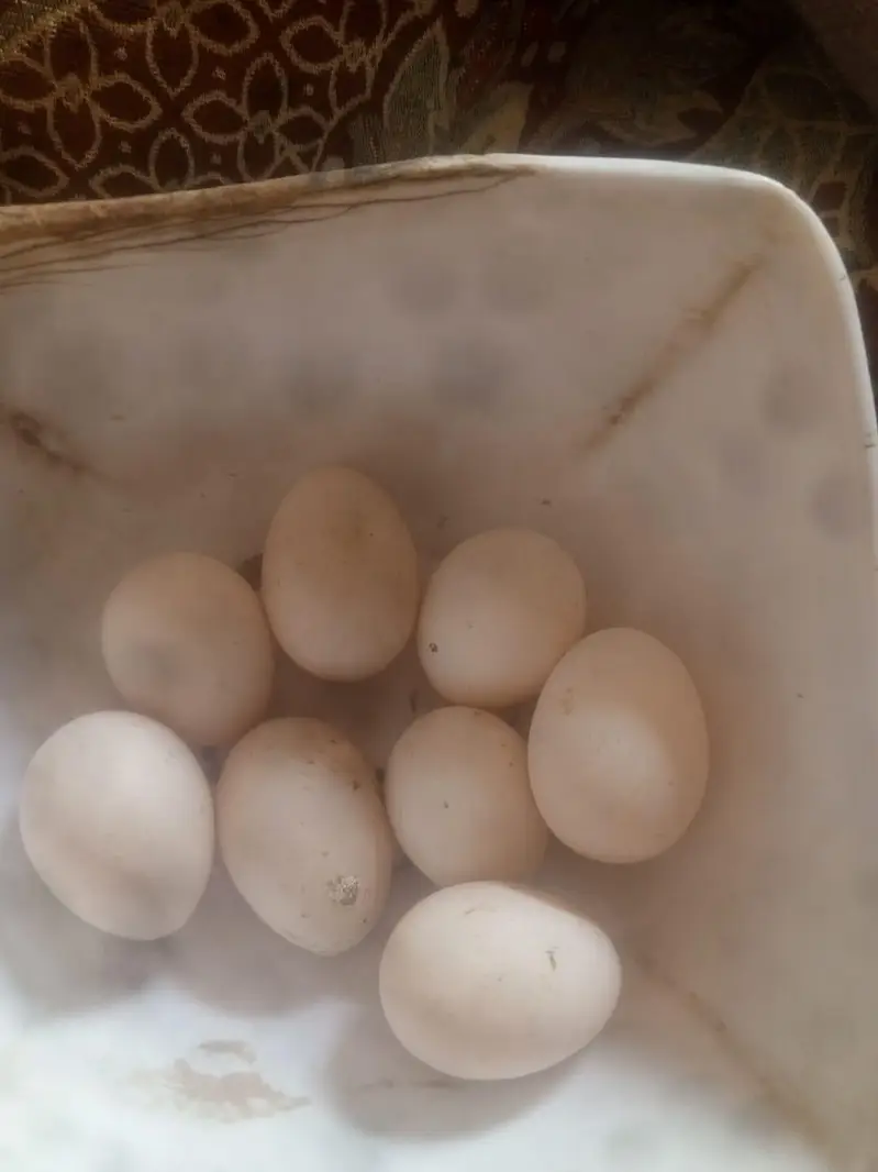 goldan buff Vip eggs bantam eggs peair — photo 5