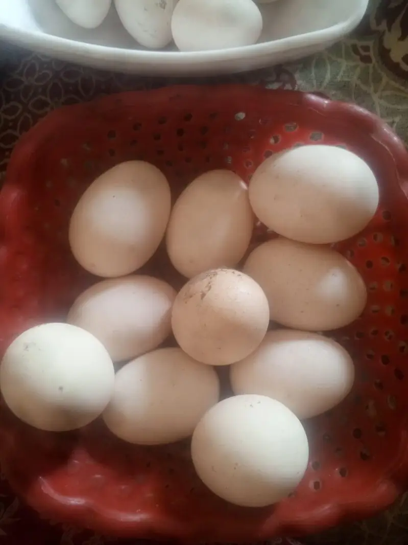 goldan buff Vip eggs bantam eggs peair — photo 6