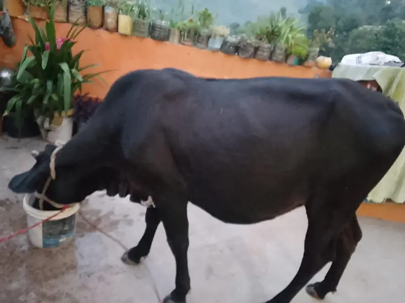 vehri for sale jersi nasal — photo 2