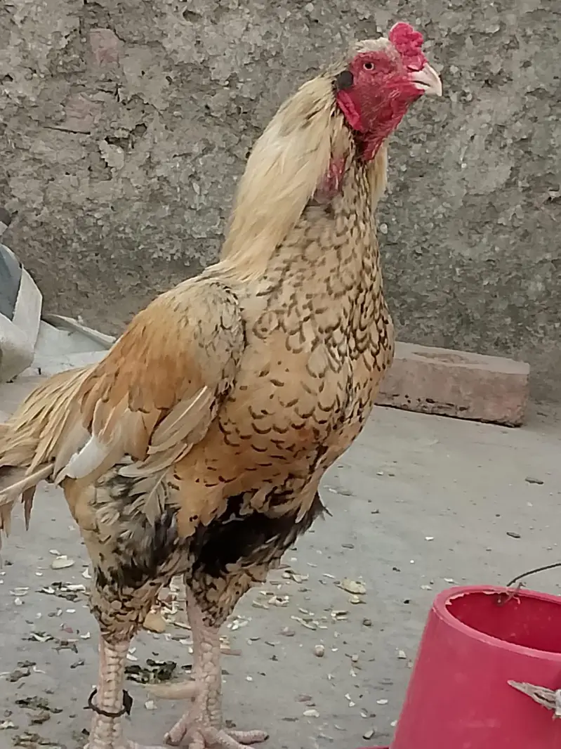 Aseel pue Mianwali — photo 2