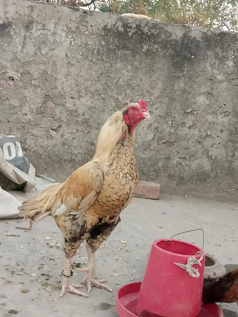 Aseel pue Mianwali — photo 3