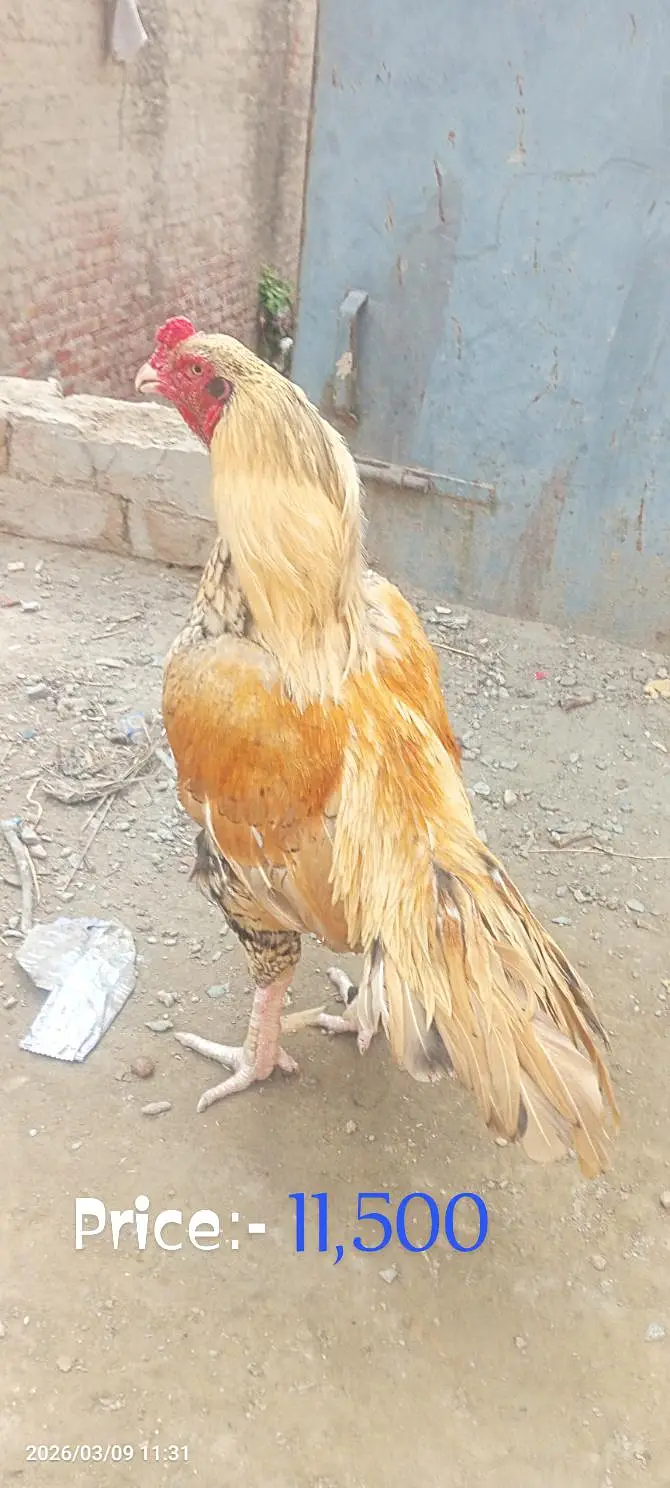 Aseel pue Mianwali — photo 4