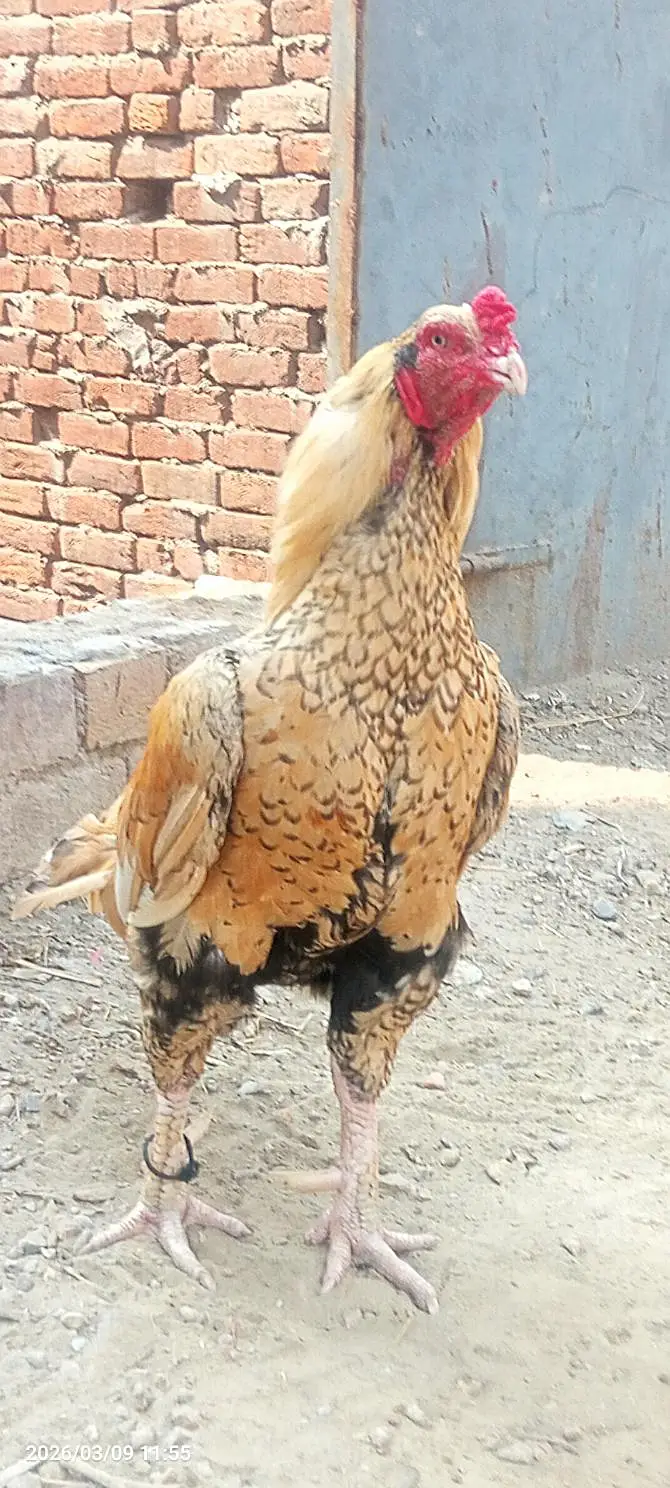 Aseel pue Mianwali — photo 5