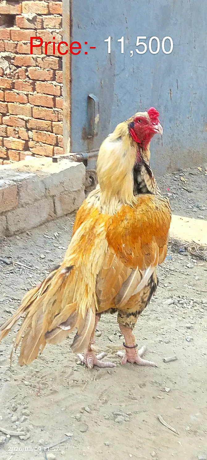 Aseel pue Mianwali — photo 6