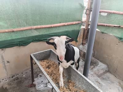 breeder for breading purpose