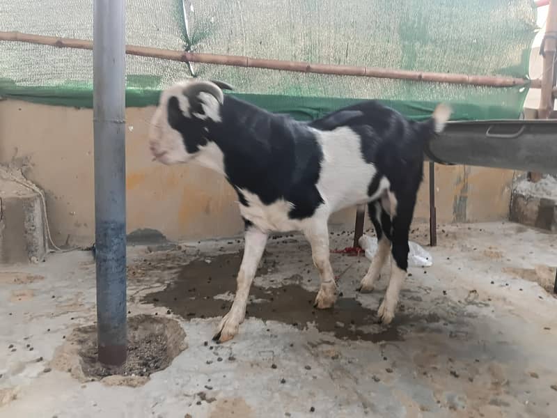 breeder for breading purpose 1