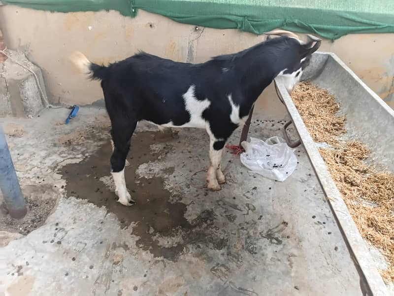 breeder for breading purpose 2