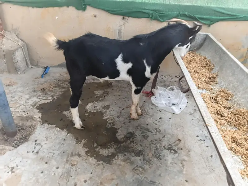 breeder for breading purpose — photo 3