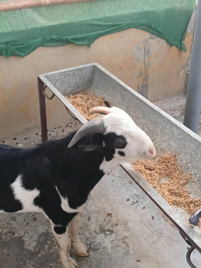 breeder for breading purpose 4