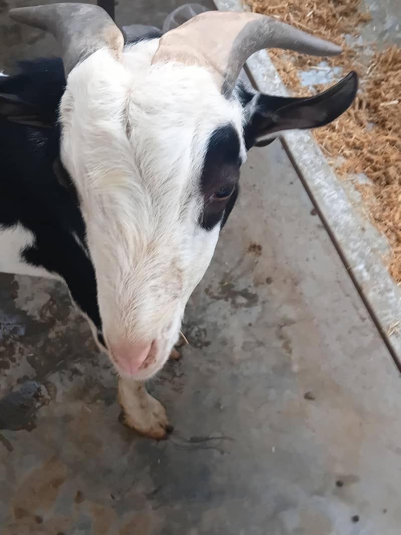 breeder for breading purpose 5