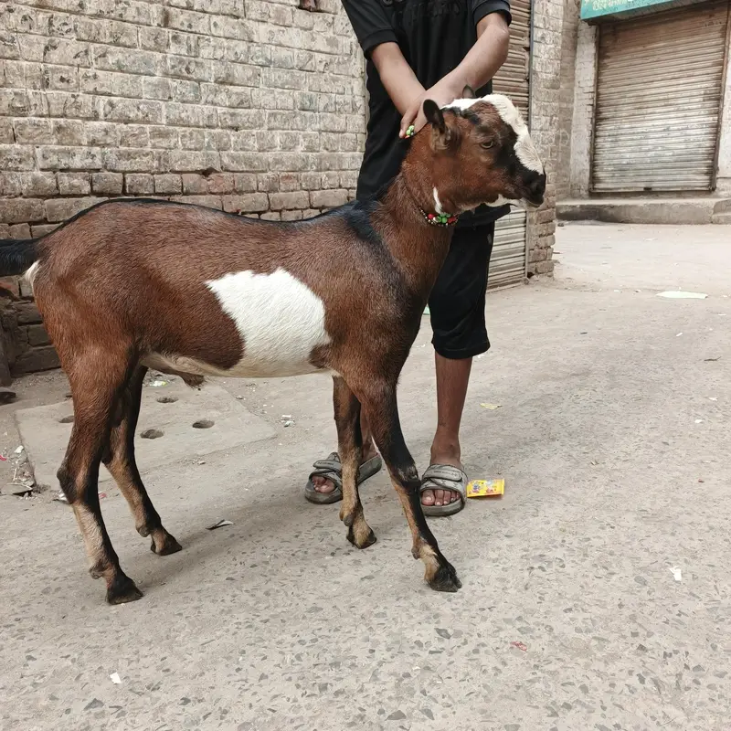 Teda barbara bakra goat — photo 2