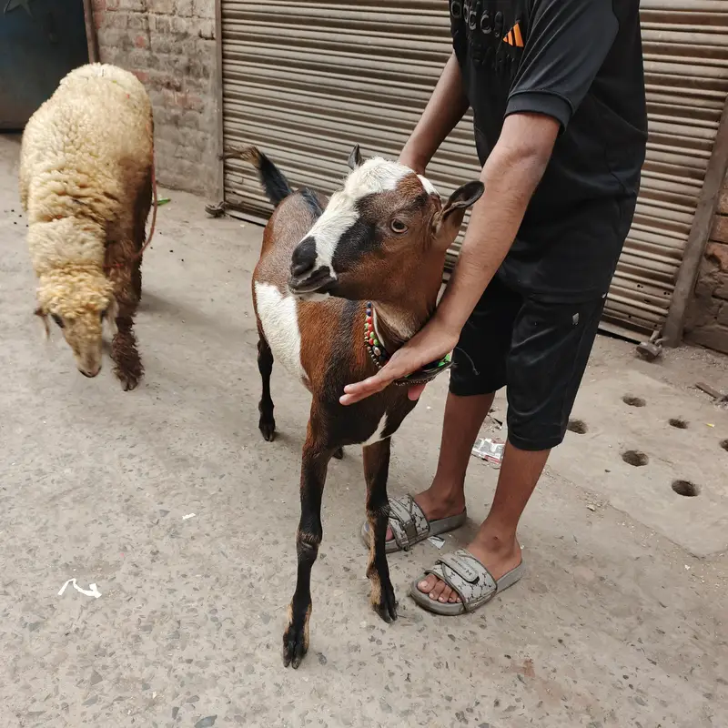 Teda barbara bakra goat — photo 3