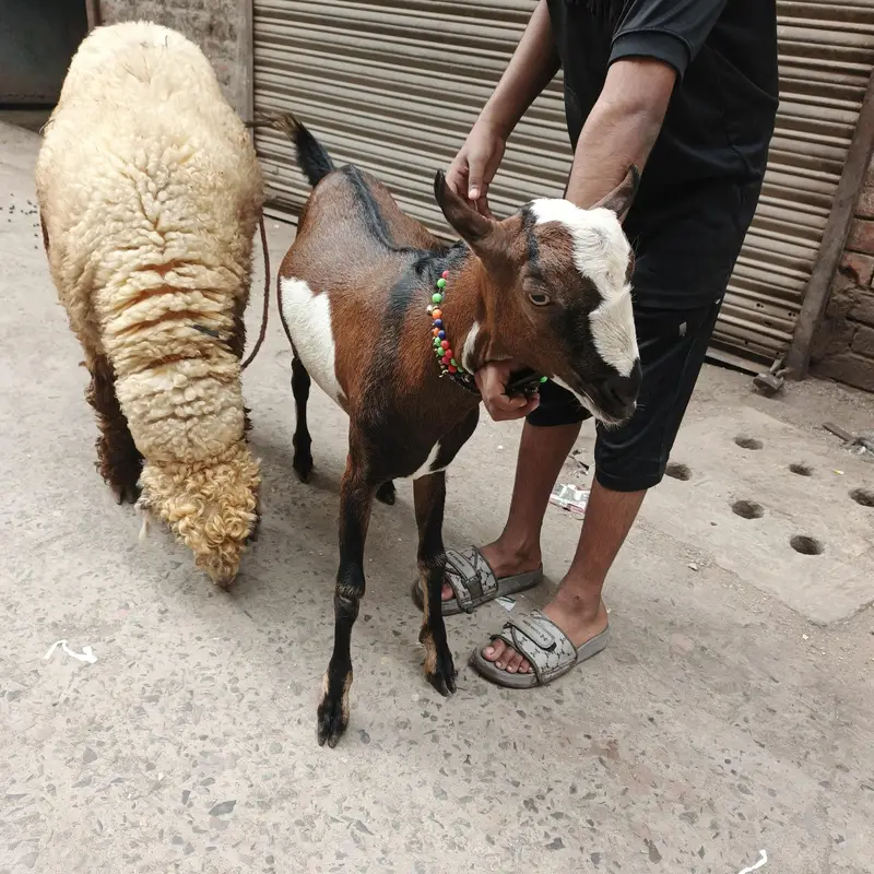 Teda barbara bakra goat — photo 4