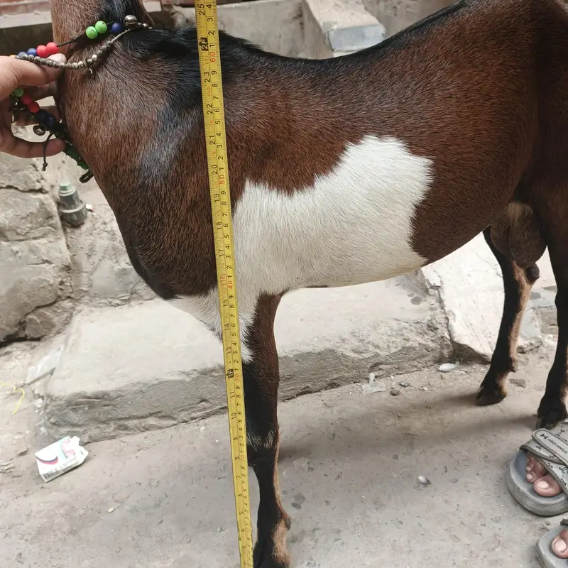 Teda barbara bakra goat — photo 5