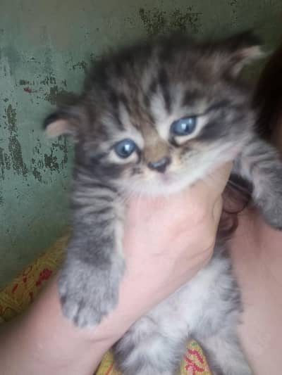 Persian cats for sale in 15 k each please contect at   03128573521