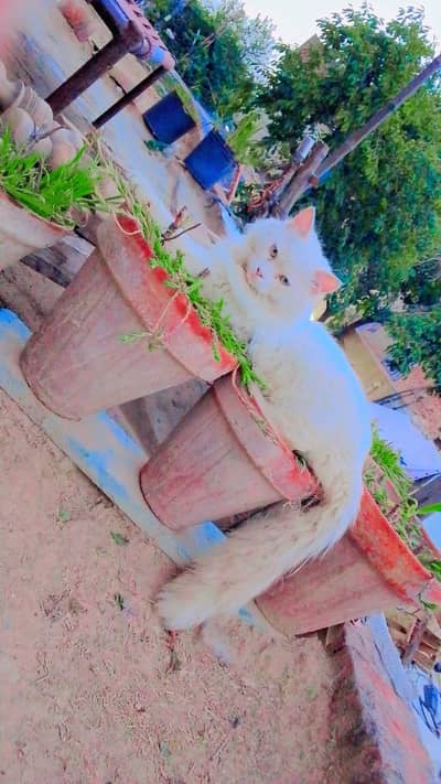 White Triple Coat Persian Cat
