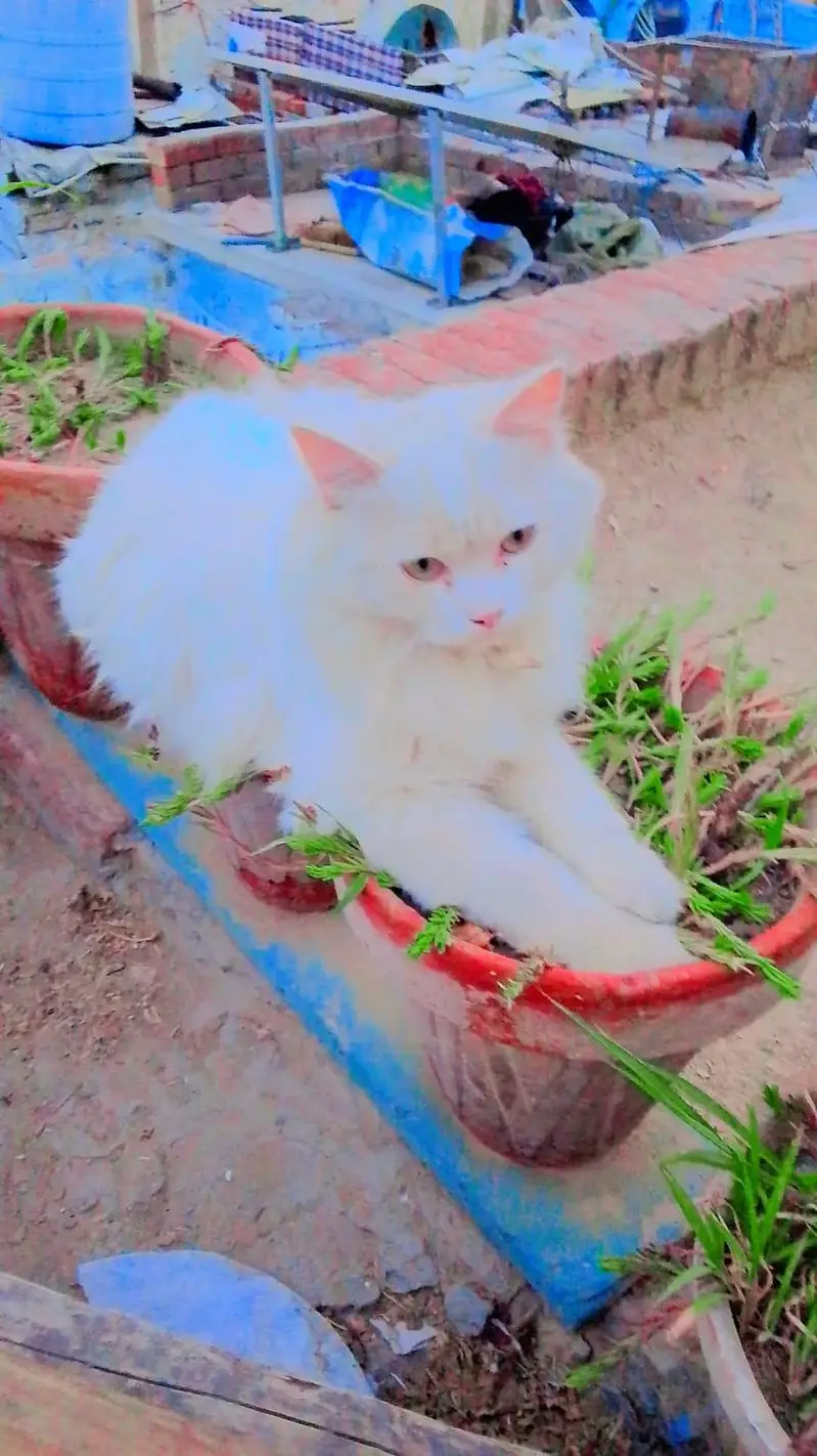 White Triple Coat Persian Cat — photo 2