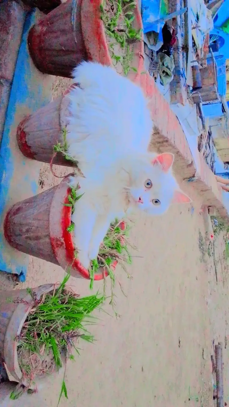 White Triple Coat Persian Cat — photo 3
