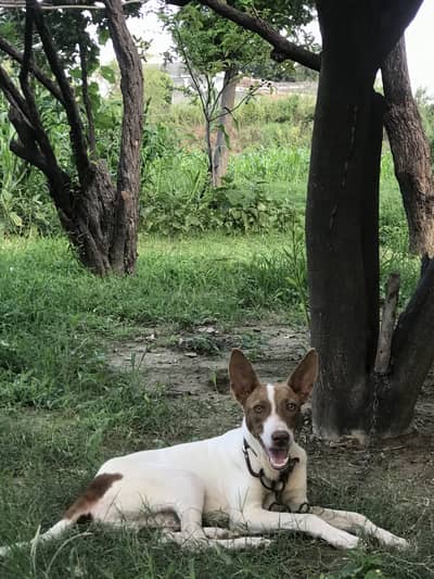 Gultair dog for sale
